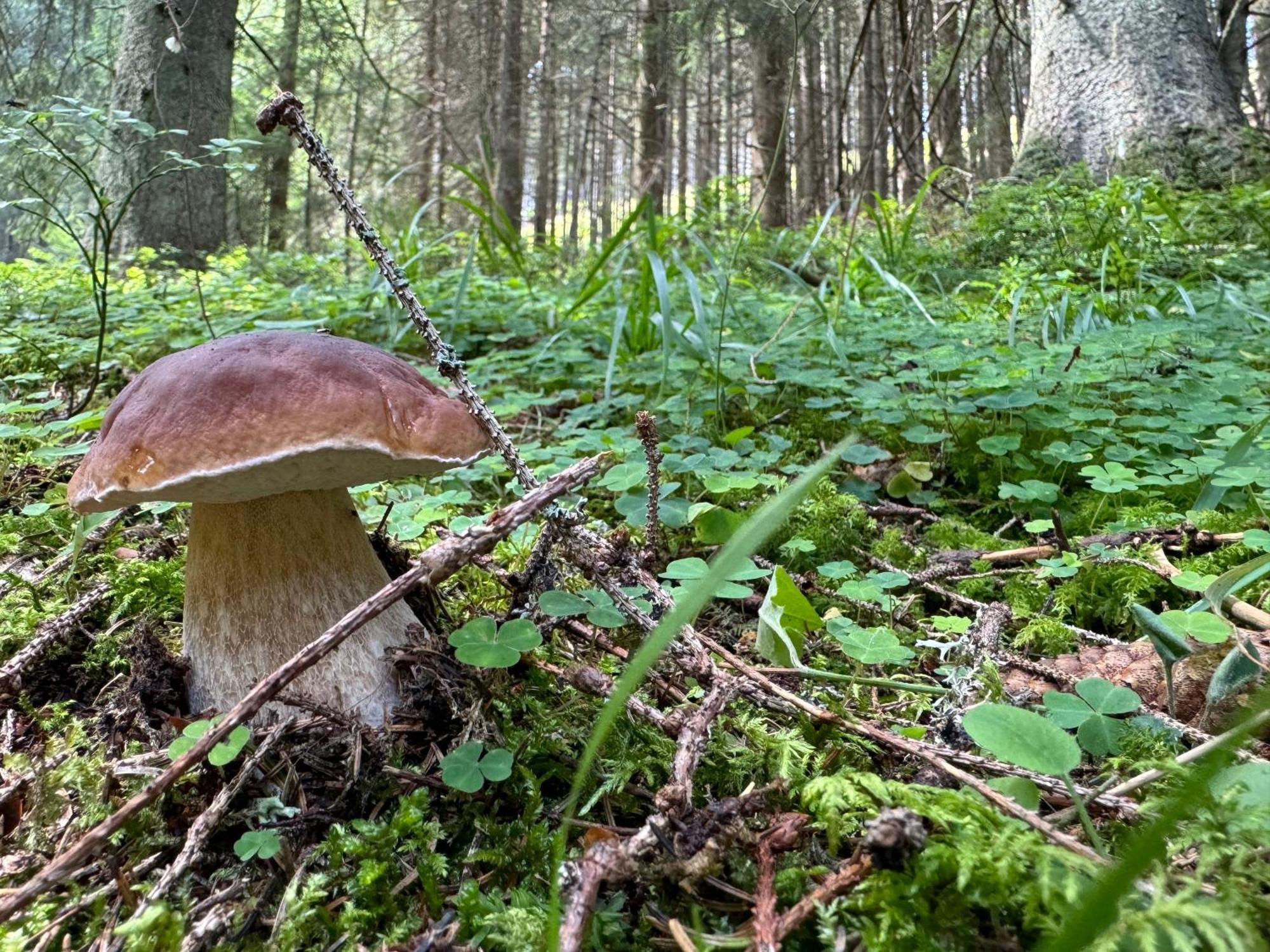Zuzo Flat Stare Koliesko 96 Lägenhet Demanovska Dolina Exteriör bild